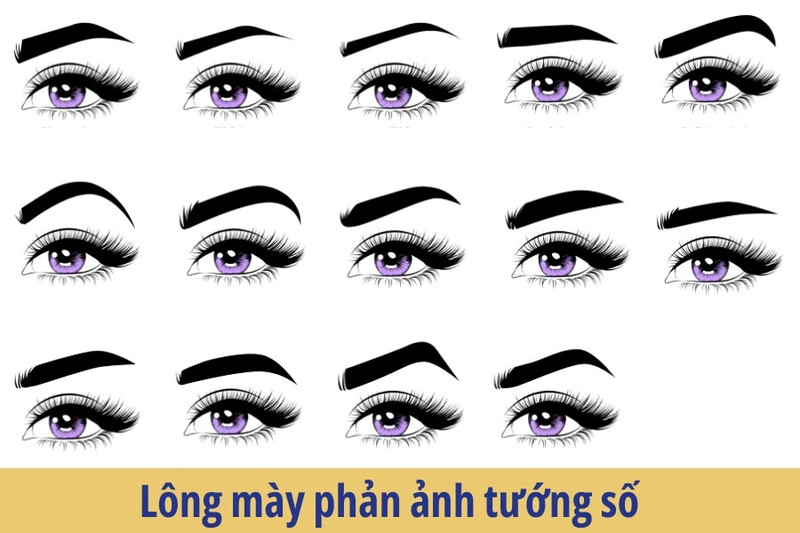 Mỗi dáng lông mày có thể mang một ý nghĩa tham khảo riêng trong quan niệm nhân tướng học. 