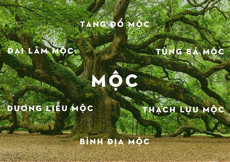 menh moc hop mau gi